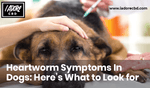 Heartworm Symptoms In Dogs: Here’s What to Look for - iadorecbd