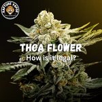 THCa Flower: What It Is, How It Works, and Why It Matters