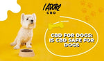 CBD For Dogs: Is CBD Safe For Dogs - iadorecbd