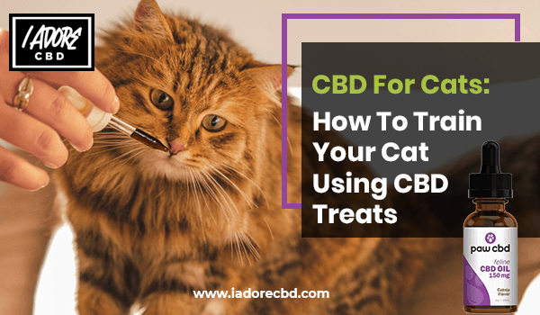 CBD for Cats: How to Train your Cat using CBD Treats - iadorecbd